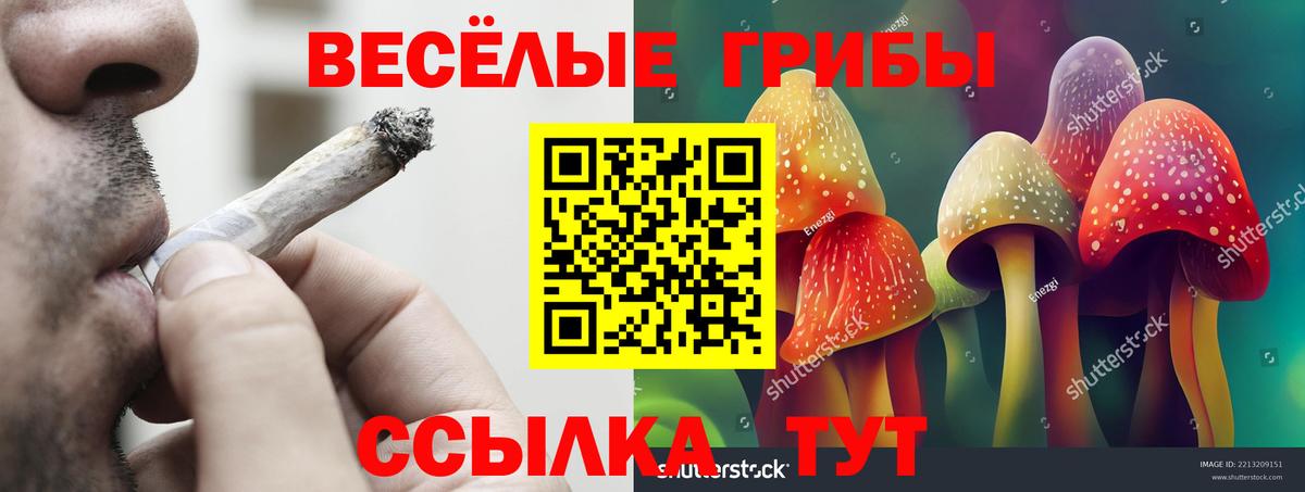 Александров  Галлюциногенные грибы Psilocybe  Вход с VPN 